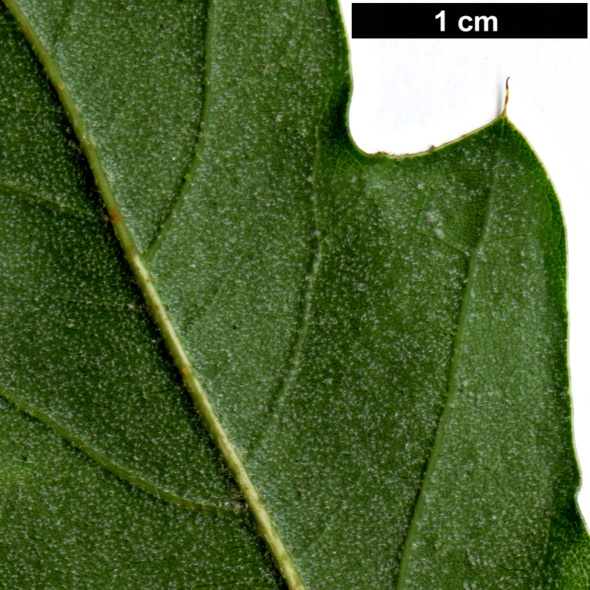 High resolution image: Family: Fagaceae - Genus: Quercus - Taxon: ×schochiana (Q.palustris × Q.phellos)